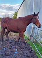 (VIC) CONQUER - THOROUGHBRED GELDING