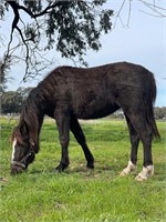 (NSW) WILLOW - WELSH FILLY