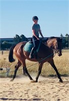 (VIC) MILO - ASH GELDING