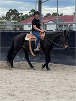 (VIC) PENNY - STOCK HORSE MARE