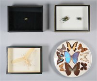 Mounted Taxidermy Insects