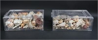 Collection Of Vintage Sea Shells