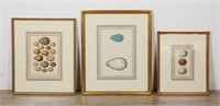 3 Framed Prints Of Bird Eggs