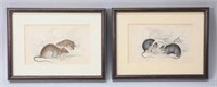 2 William Lizars Hand Colored Engravings Rats