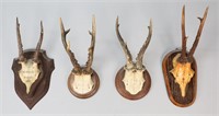 Four Skull Mount Taxidermy Roe Deer