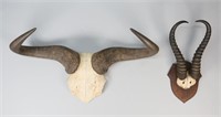 Gazelle & Wildebeest Taxidermy Skull Mounts