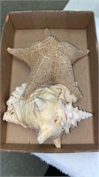 Large conch shell and star fish 10-11"
