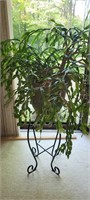 Mature Christmas Cactus & Stand