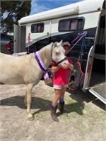 (NSW) BOWIE -  WELSH A GELDING