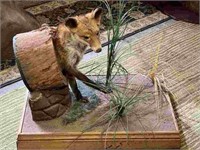 FOX IN A LOG TAXIDERMY