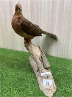 BROWN CUCKOO DOVE ON BRANCH