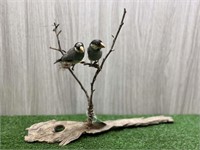 2 JAVA SPARROWS ON BRANCH