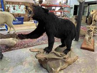 AMERICAN TAXIDERMY BLACK BEAR