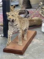 LIFE SIZE LEOPARD TAXIDERMY