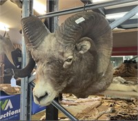 BIG HORN SHEEP SHOULDER MOUNT