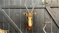 MOUNTED BLESBOK SHOULDER MOUNT