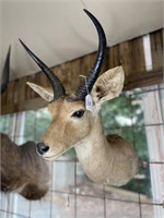 SOUTHERN REEDBACK ANTELOPE