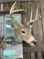 WHITE TAIL DEER 8 POINT SHOULDER MOUNT