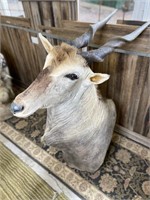 COMMON ELAND SHOULDER MOUNT