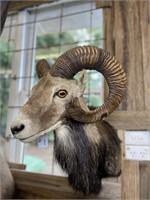 MOUFLON RAM SHOULDER MOUNT