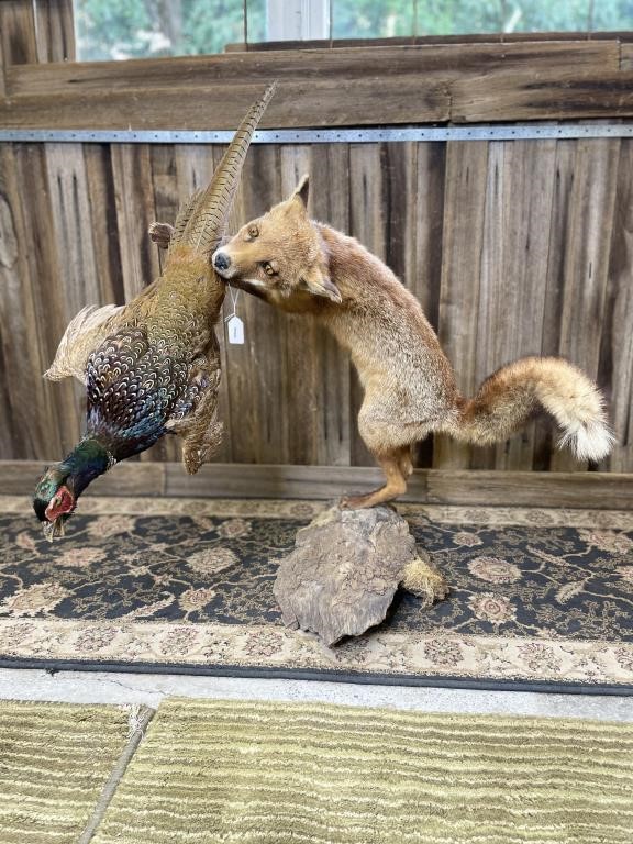 Taxidermy Auction-Wednesday 6th July-6pm