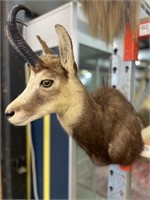 Taxidermy Auction-Wednesday 6th July-6pm