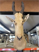 HARTEBEEST (AFRICAN ANTELOPE) SHOULDER MOUNT