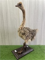 LARGER OSTRICH CHICK