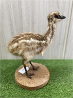 OSTRICH CHICK