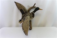 Taxidermy Mounted Mallard Duck