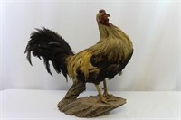 Taxidermy Mounted Rooster