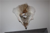 Real Coyote Head