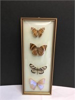 Framed Brazilian Butterfly Display