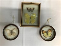 Framed Hanging Butterfly Displays