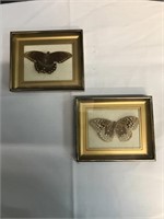 Pr Framed Hanging Butterfly Displays