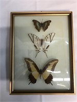 Framed Brazilian Butterfly Display