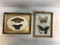 (2) Framed Hanging Butterfly Displays