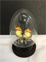 Framed Domed Butterfly Display