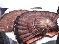 2 turkey tail mounts