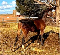 (NSW) ELIJAA - ARABIAN COLT