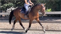 (VIC) WARMBLOOD GELDING