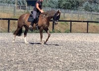 (VIC) MO - CLYDIE x GELDING