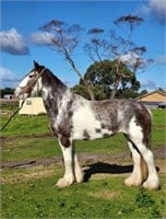 (VIC) AUDREY - CLYDESDALE MARE