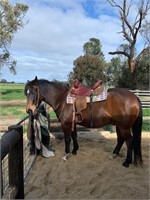 (VIC) BANJO - QH x PONY GELDING