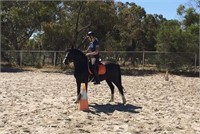 (SA) OLLIE - WELSH GELDING