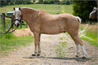 (VIC) CALCA PARK AURION - WELSH A GELDING