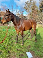 (VIC) HILLARY - THOROUGHBRED MARE