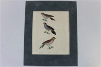 Vtg. Bird Color Print Signed Comte de Buffon
