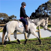 (VIC) JASPER - THOROUGHBRED GELDING