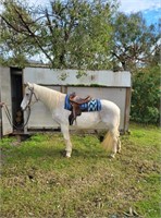 (VIC) PIP - PERCHERON X MARE